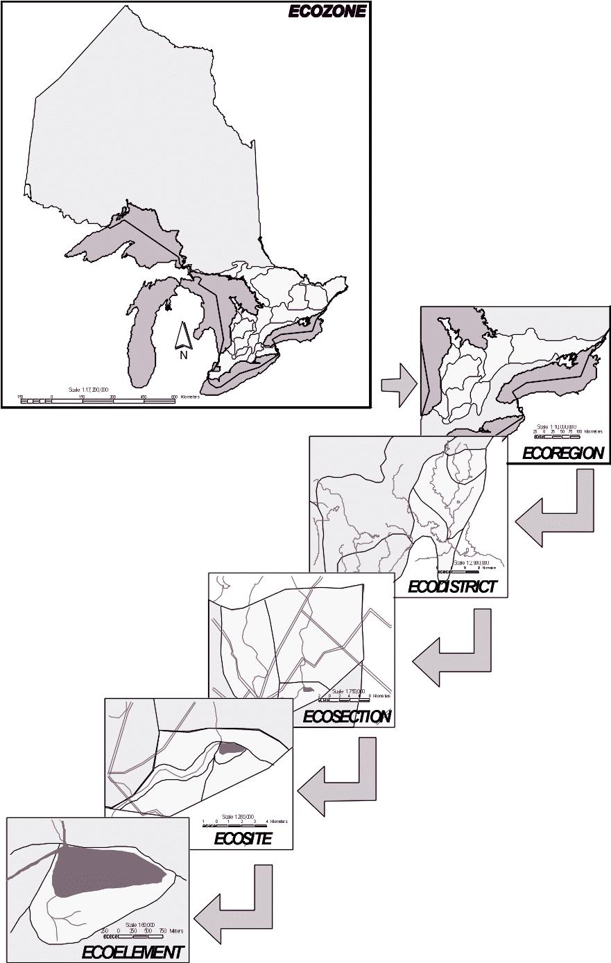 Classification scales using the age-of-onset and duration periods described in the report Old Growth Forest Definitions for Ontario (MNR 2003).