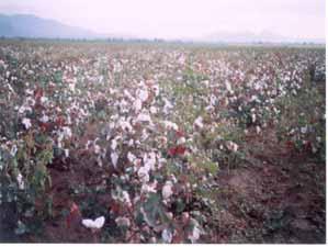 COTTON PRODUCTION AND RESEARCH IN ETHIOPIAN BY ABRAHAM G.HIWET (AGRONOMIST) I. INTRODUCTION Cotton is one of the oldest cultivated fiber crops in Ethiopia G.