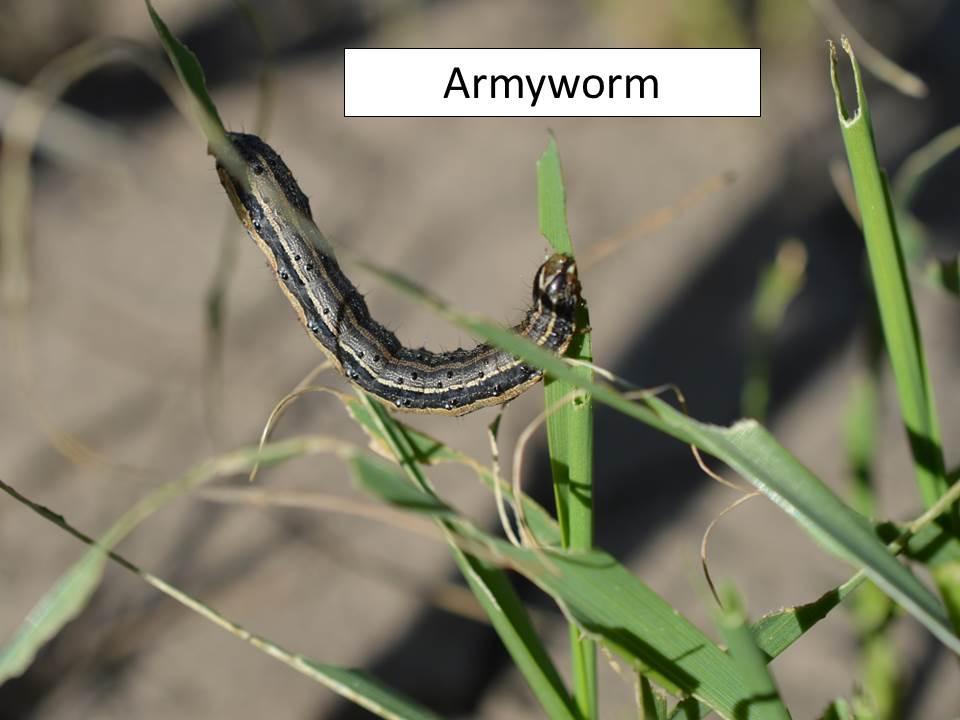 Most armyworm damage occurs during the last three to five days of larval feeding.