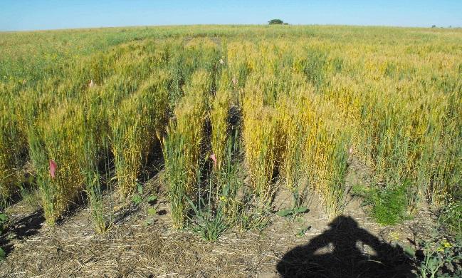 wheat yields at Gray-Black Chernozem (Melfort) site.