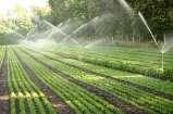 . Introduction Irrigation is one of the most important inputs for an efficient and sustainable agricultural production.