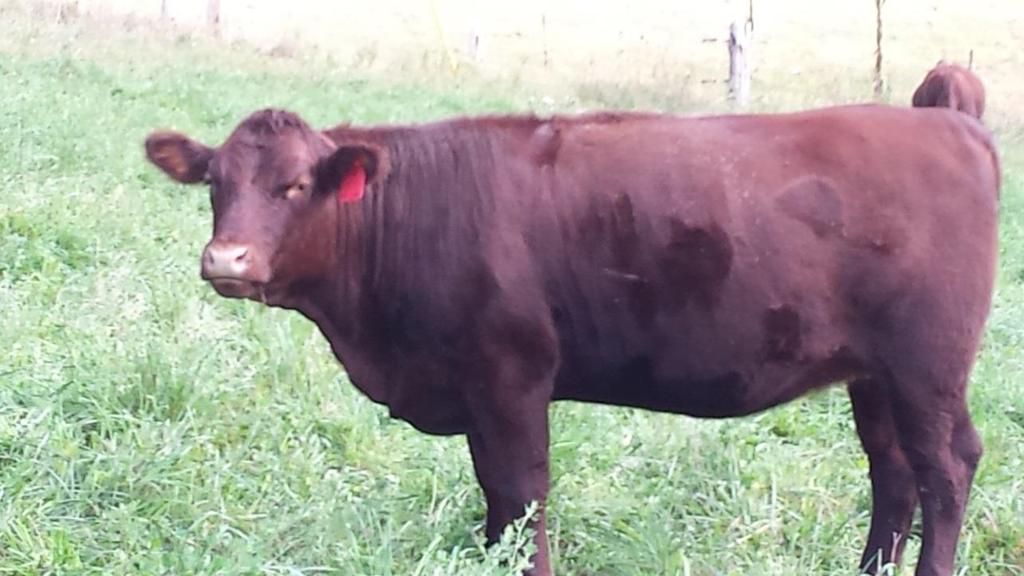 Percentage Devon Class: Bred Heifers Consignor: Hillside Pastures Producer: Hillside Pastures Hillside Pastures will consign four Percentage Devon heifers, all born on the farm in the early summer of