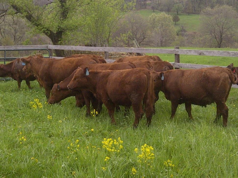 Commercial Red Angus Heifers-Bred to Devon bulls Class: Bred Heifers Consignor: Hillside Pastures Producer: Terry Pretsch and Driftless Dells Since we started designing and building a grass-based