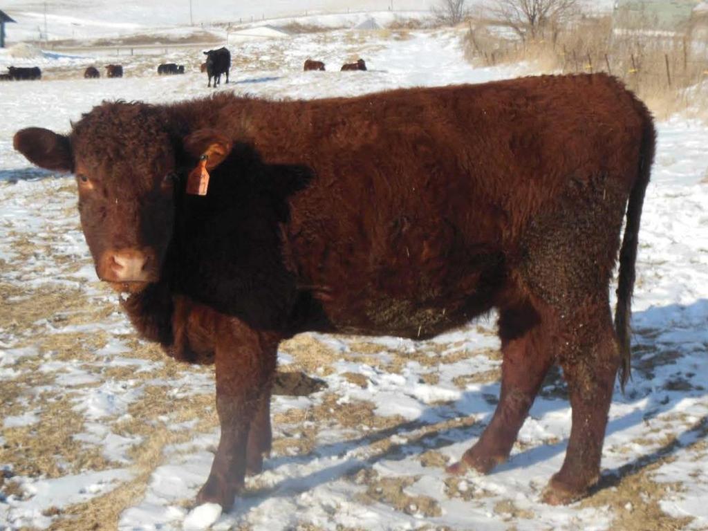 Rolling Meadows Amy Y21 Class: Bred Heifer Consignor: Rolling Meadows Devon Date of Birth: May 29, 2012 Producer: Rolling Meadows Devon Amy was bred to
