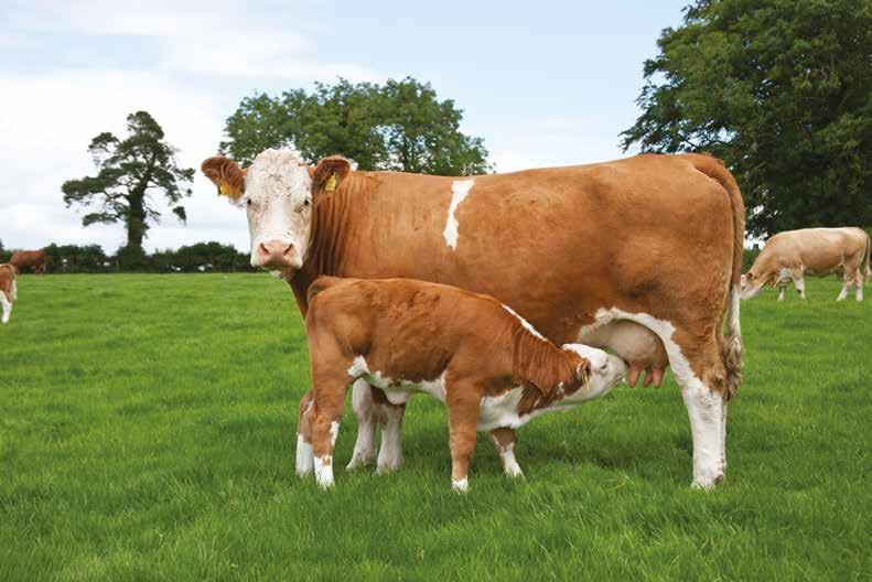 Section 4 23 by Noirin McHugh & Mark McGee Introduction Carefully identifying better animals and breeding them with other superior animals will gradually improve the genetics of a herd.