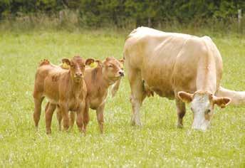 1 How can beef breeding indexes help 3 improve my profitability? What breeding terminology do I need to know?