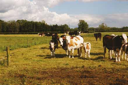 The number of herds with progeny the more herds with progeny of the bull the greater the confidence that we are taking account of extreme environmental effects or preferential treatment of progeny.