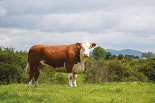 7 What breeds should I use? SIRE BREEDS Breed types can be categorised as dairy (e.g. Holstein-Friesian), early-maturing (e.g. Hereford, Angus) and late-maturing (e.g. Charolais, Belgian Blue, Limousin).