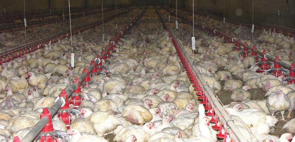 MEAT THE ISSUES How are popular meats farmed in Australia, and what is their environmental impact? Most large-scale producers of duck meat products in Australia farm their ducks in indoor barns.