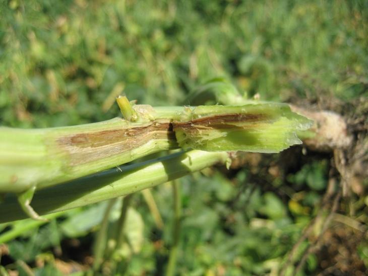 Planting a susceptible blackeye variety in the field in the future will almost certainly result in larger infected areas and reduced yields.