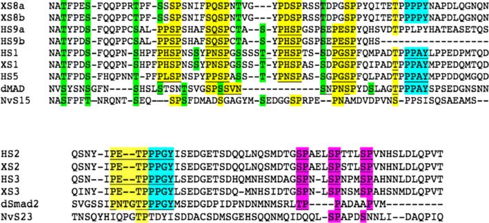 Sorrentino et al. EvoDevo 2012, 3:22 Page 3 of 17 Figure 1 R-Smads are defined by two conserved protein domains.