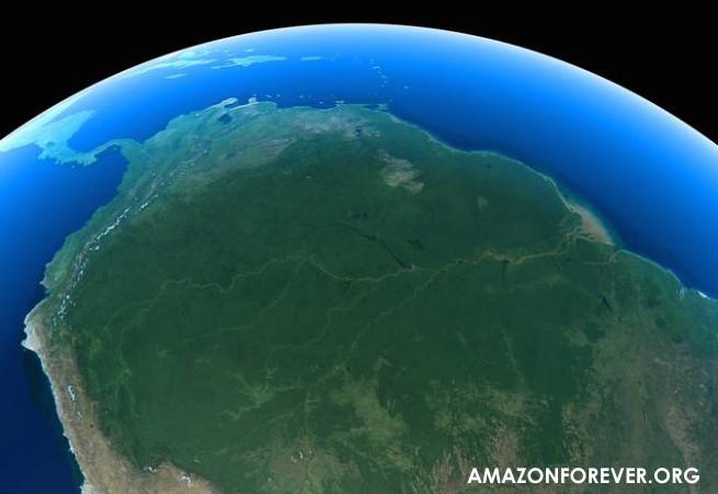 AMAZON FOREST.