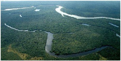 AMAZON FOREST.
