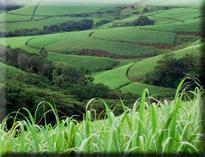 Sugar Cane Industry Trends South Africa Lowest cost