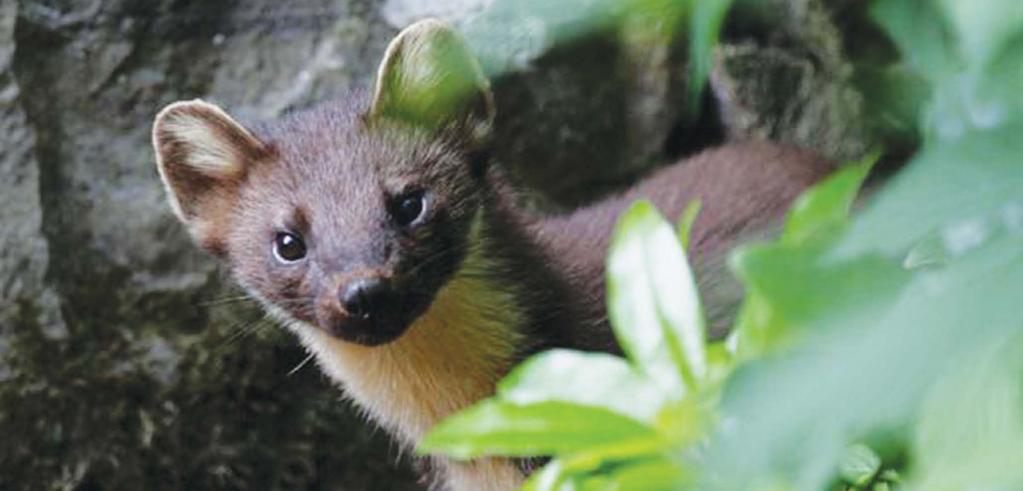 Pine Marten Project Officer (Back from the Brink) Job Application