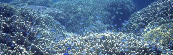 Coral reef disturbances