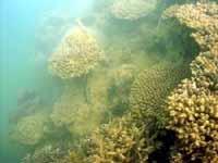 serious impact on coral reef areas due to urbanization of