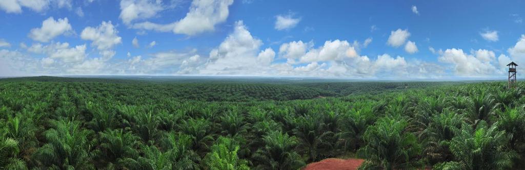 World, 2-2012 Oil Palm has been farmed