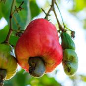 In 2016, Africa produced approximately 4 billion pounds of raw cashews between West Africa (3.1 billion pounds) and East Africa (764 million pounds).