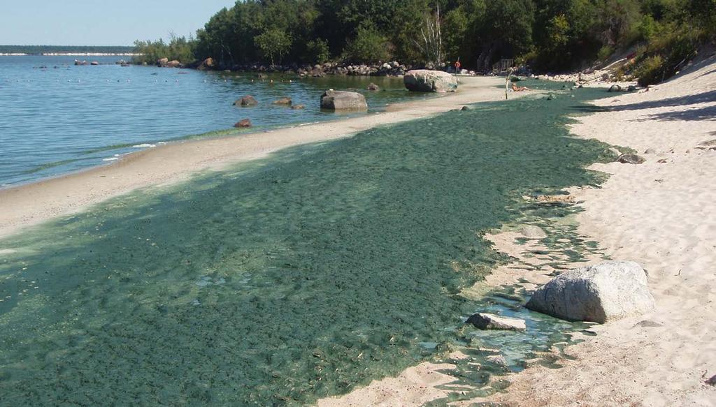 Lake Winnipeg algal bloom