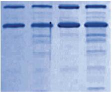 ProSieve ProTrack Dual Color Protein Loading Buffer Protect and track protein samples Protects proteins from degradation during sample prep Two colors for tracking electrophoresis progress (blue) and