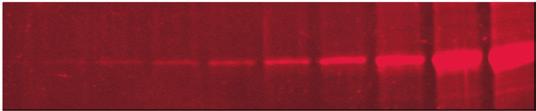 SYPRO Ruby Stain is the ideal stain for 2D analysis, offering a linear quantitation range of over three orders of magnitude SYPRO Red Stain is the fastest, easiest stain for routine protein