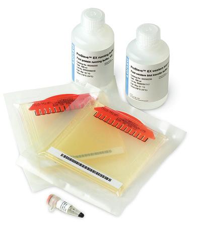 in less than 30 minutes. These convenient all-in-one kits are a low cost option designed to save you time and simplify your protein electrophoresis process.