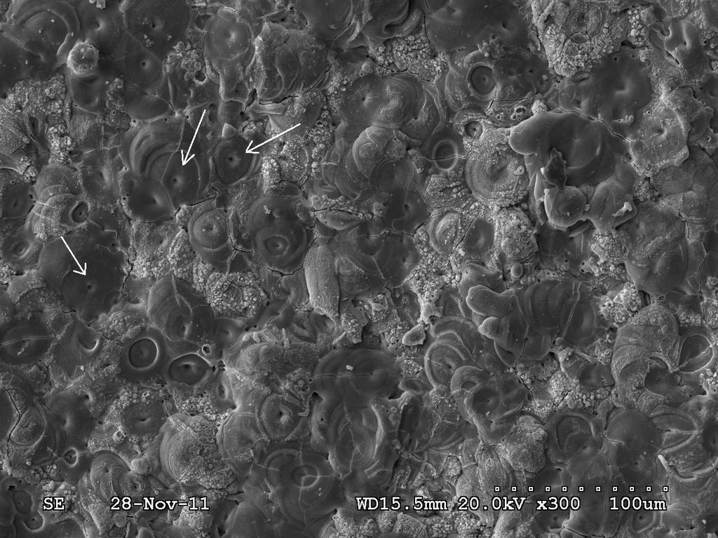 Figure 2.3- Scanning electron microscope (SEM) micrograph of the free surface of a PEO coating on an aluminum alloy. The arrows indicate the craters with discharge channels in the centre. 2.3.2 Micro-discharge Formation Models During the PEO process different types of discharge are believed to occur.