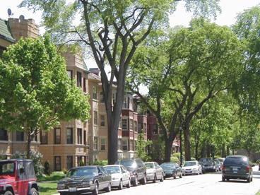 Tree shade helps extend the life of pavement, reducing the need