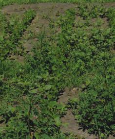 translocation profiles Dicamba offers some residual activity, which helps you start clean and maximize yield potential as part of a complete weed control program Dicamba has been shown to improve