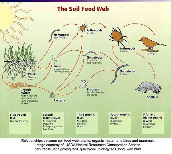 Soil Food Web Emphasizes complex relationships of give and take among organisms in soil.