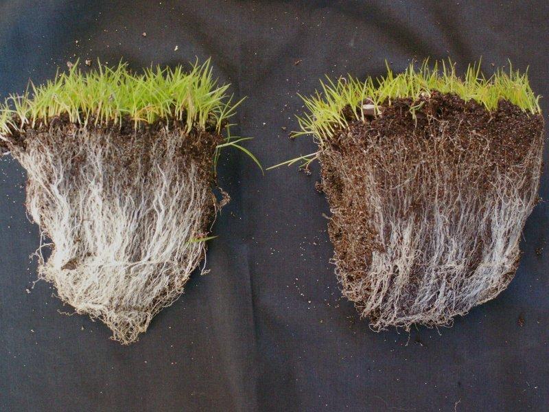 Mycorrhizal relationships Mycorrhizae ( fungus-root ) filament-like strands (mycelia) act as root extensions and through use of specific acids/enzymes can mine the soil for minerals that plants need.