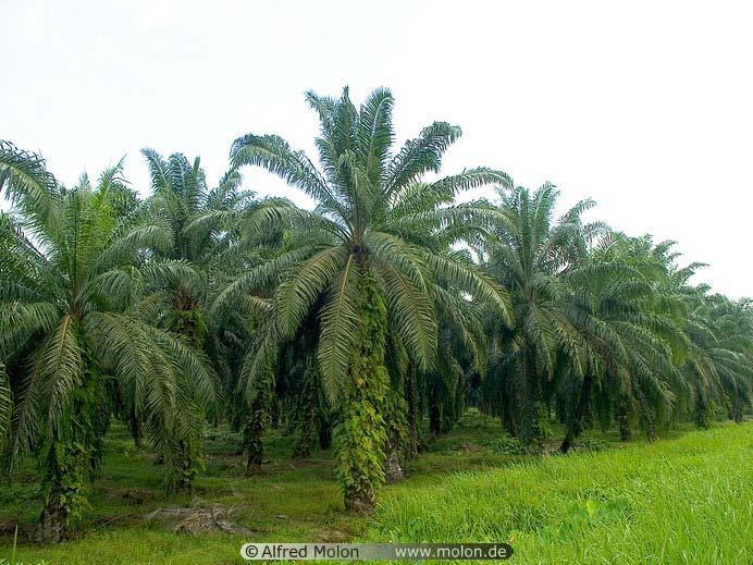 Will oil palm expand into degraded land?