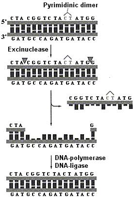 Enzymes synthesis DNA without fidelity of replication. Types of reparation Photoreactivation - direct repair, when enzymatic cleavage of thymine dimers is activated by visible light.