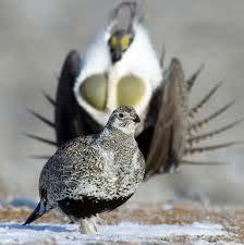 32 Evolution of Land Use Planning BLM Greater Sage-grouse RMP Amendments Litigation 2005 FWS not warranted 2007 - remanded 2010 FWS warranted but