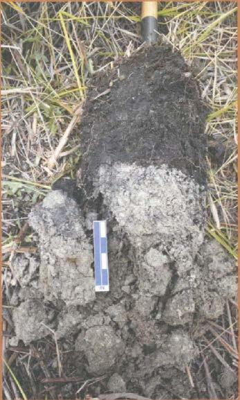 Anaerobic conditions in upper portion of soil Web Soil Survey