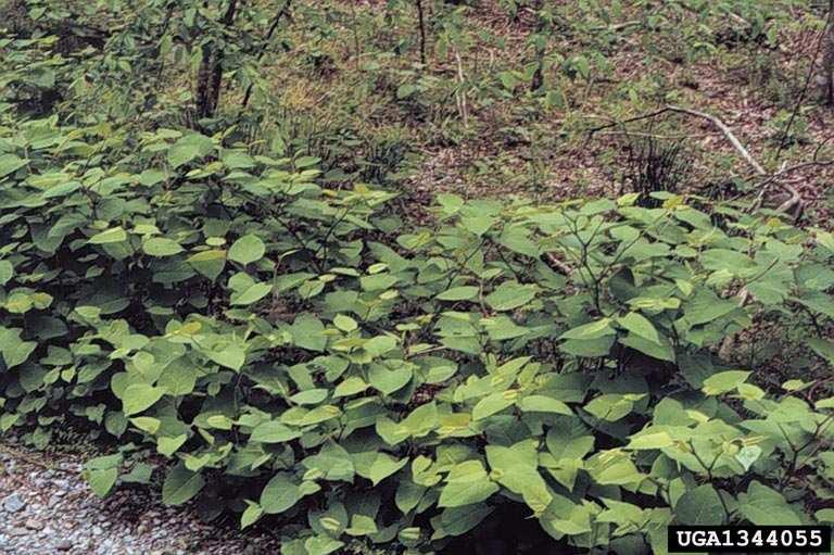 Japanese Knotweed Early Summer - Great Smoky Mountains National Park Resource Management Archive, USDI National Park Service, Bugwood.