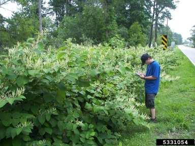 Patches of Japanese Knotweed often spread rapidly, crowd and shade out all other native vegetation, and create erosion problems near water.