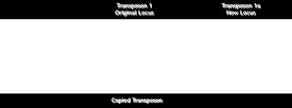 Transposase, whereby they can be inserted into a new location within the genome (even within an active gene).