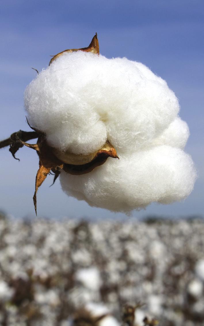 in the Lahore High Court in the wake of the 18 th Amendment of the Constitution and therefore has not approved new Bt cotton varieties in 2015.