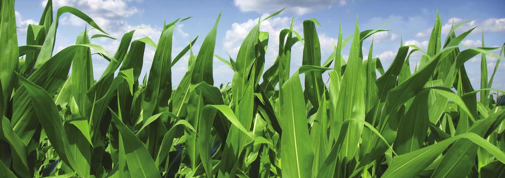 The adoption rate of biotech maize in 2015 is similar to 2014 at 63%.