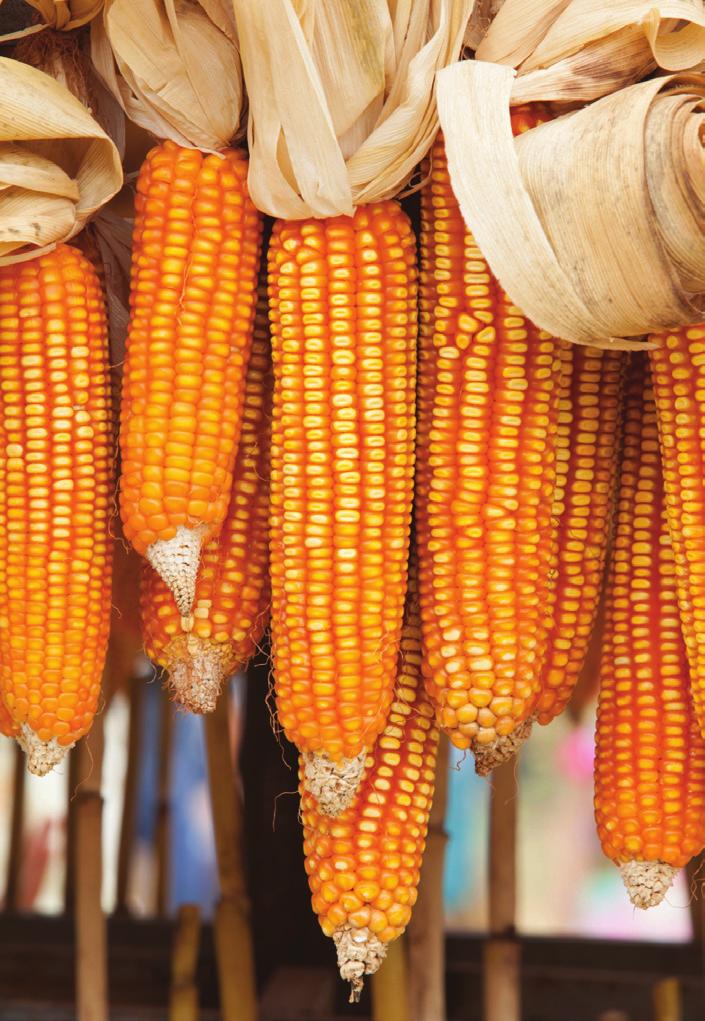 hectares in 2014, which is only 8.4%, of the total biotech maize planted in the country, and this was further reduced to 8% or 55,000 hectares in 2015.