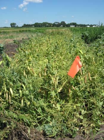 Legumes COVER CROP TYPES Field