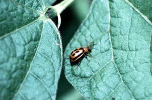 Organic Principles Natural Pest Management Benefits: Increased understanding of the whole system, protection of beneficials, don t have to deal with toxic