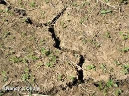 Farming creates Dead Soil Acidic soils with few