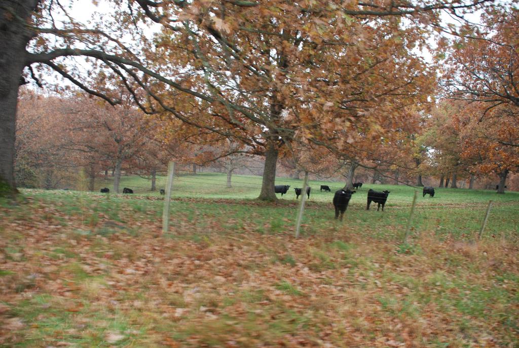 Widely spaced trees enhance forage use, improve manure distribution,
