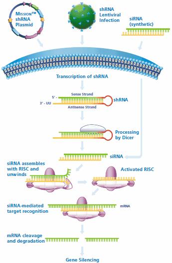 Page 2 of 6 Page 2 of 6 Figure 1. shrna and sirna mediated gene silencing.