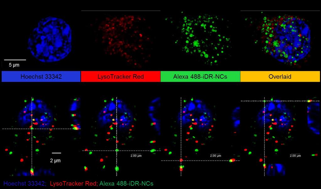 Supplementary Figure 20. Super-resolution confocal microscopy images displaying that Alexa 488-labeled idr-ncs were efficiently delivered into DC2.