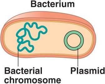 Background Information: PART I: Bacteria are the most common organisms modified by genetic engineers due to the simple structures of bacteria cells compared to those of eukaryotic cells.