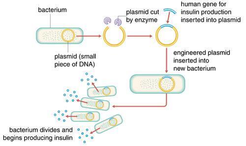 Plasmids are circular pieces of DNA; when placed near bacteria, the plasmid is absorbed and incorporated into the bacterial cell.